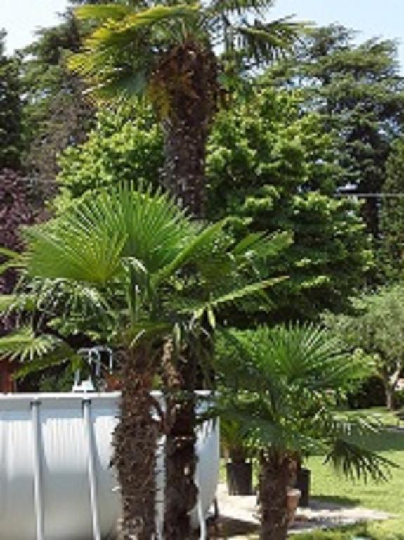 Relais Villa Lezard Lazise Rum bild